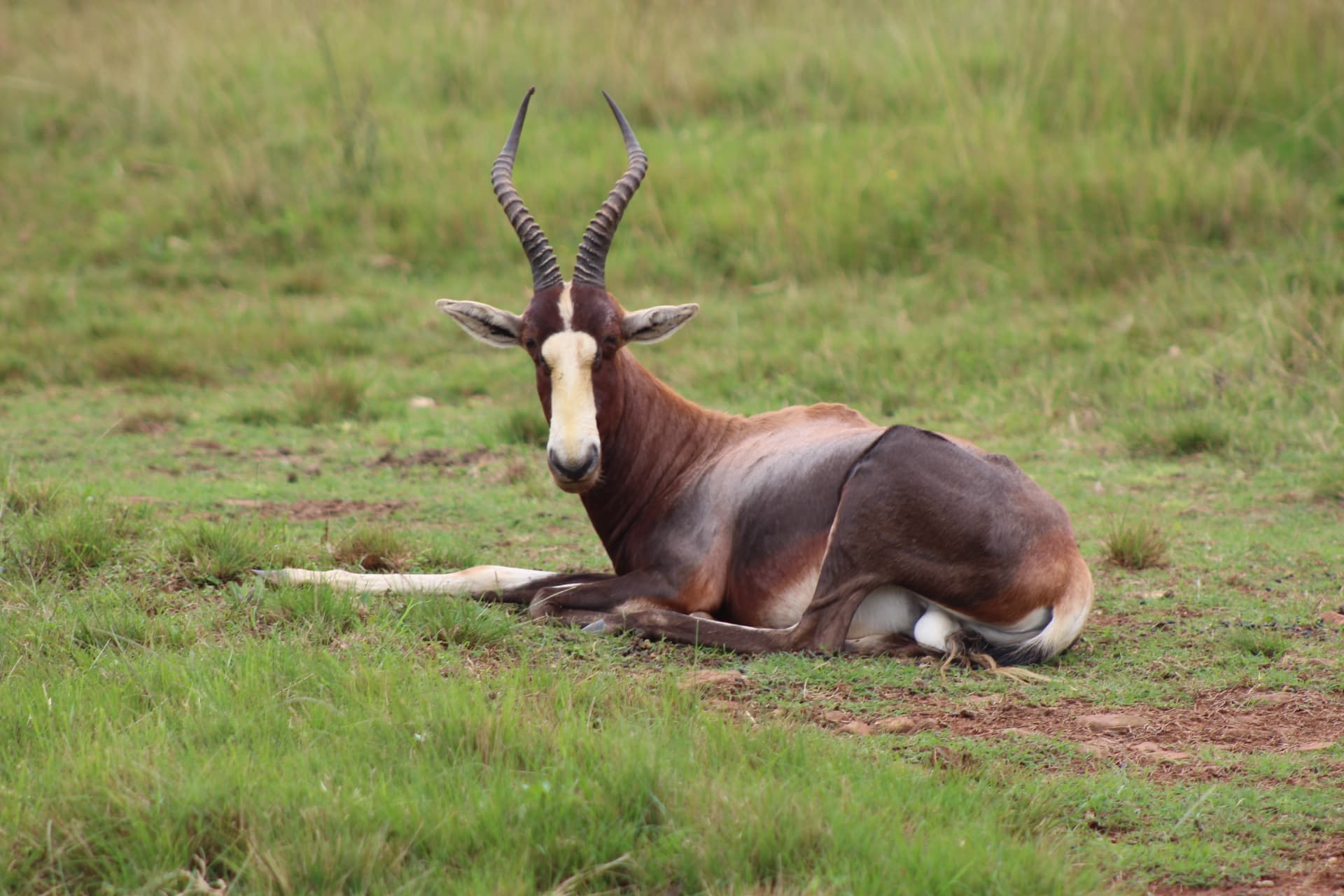 Blesbok at Koubad