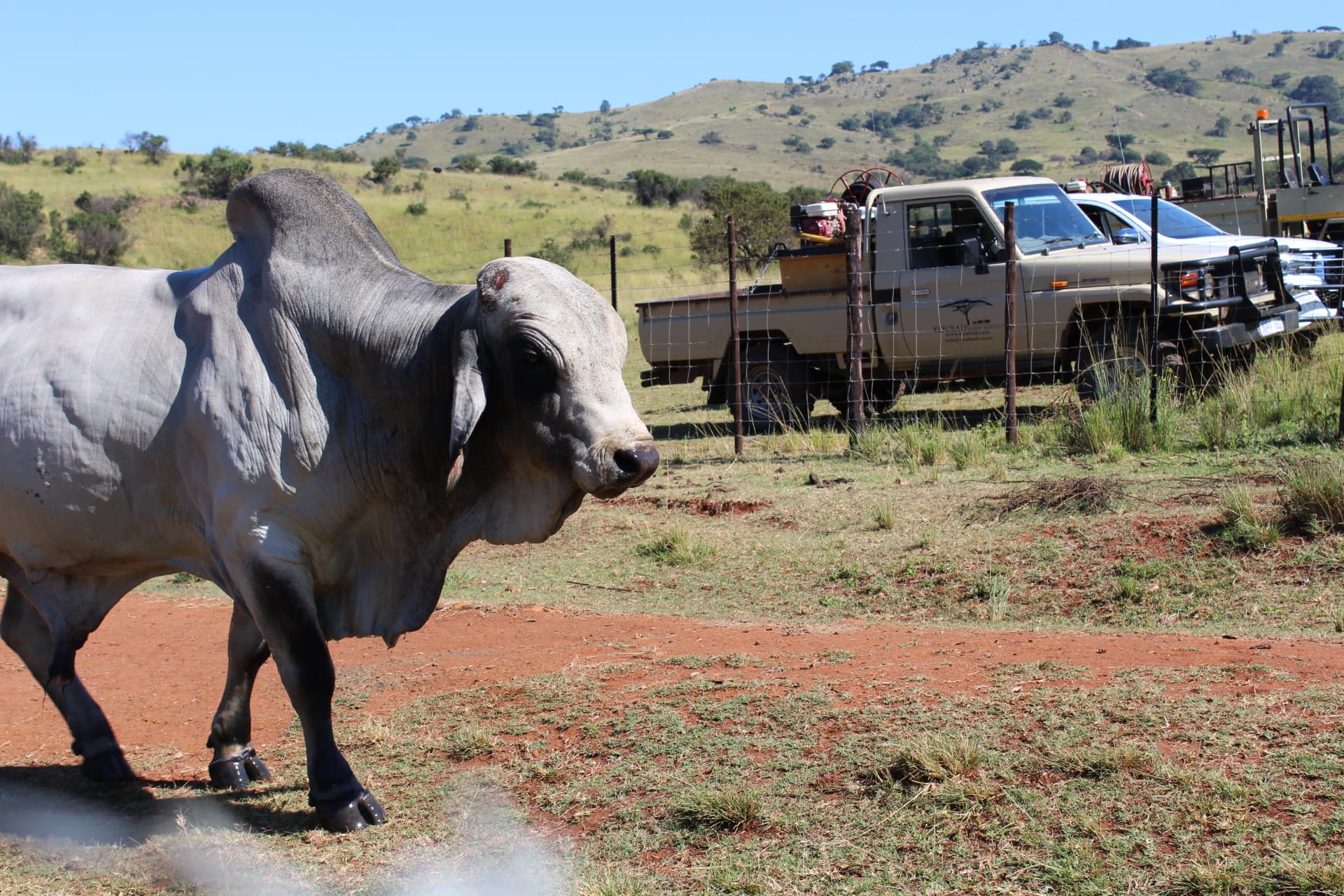 Brahman cattle at Koubad