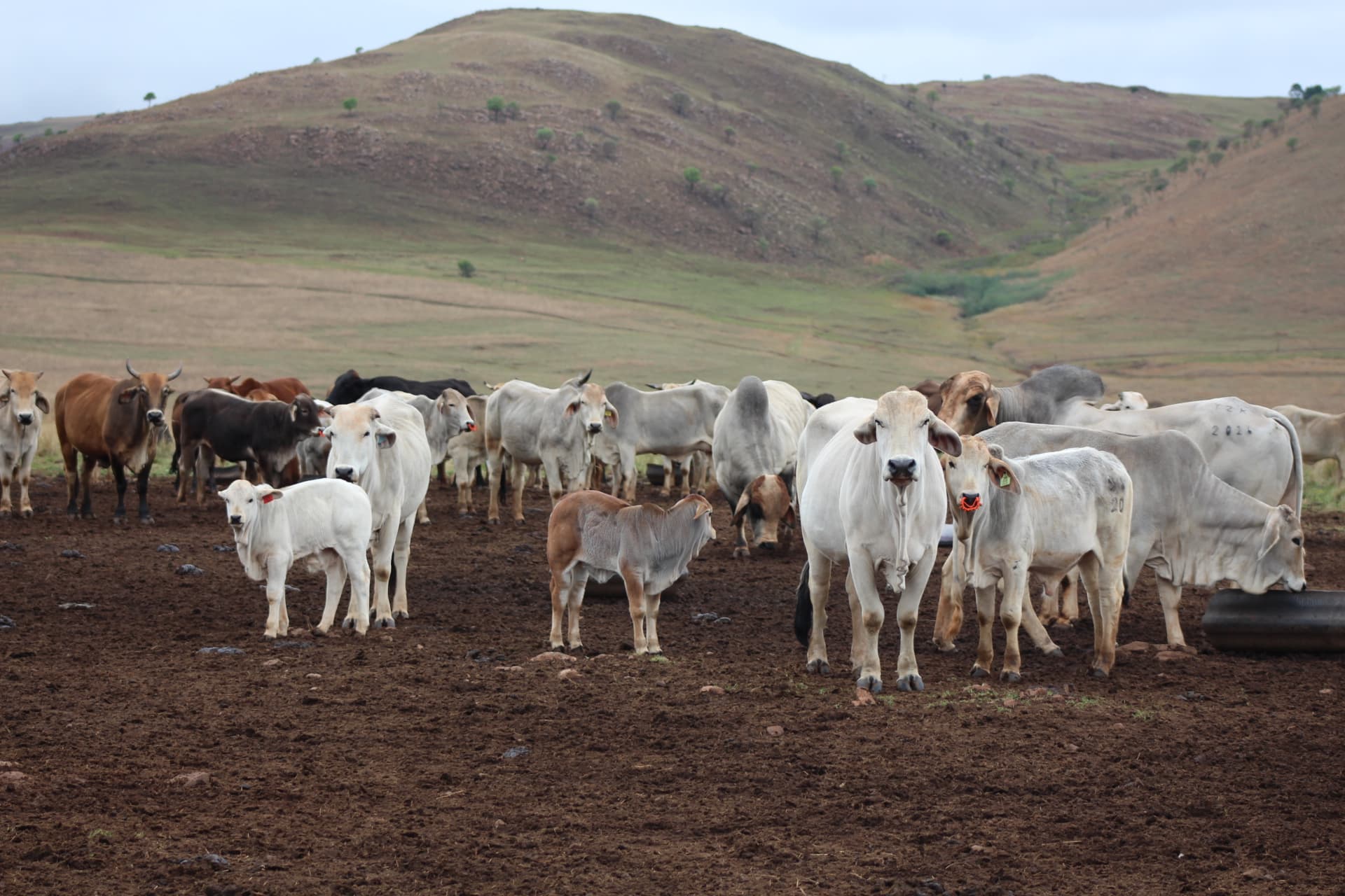 Brahman cattle at Koubad