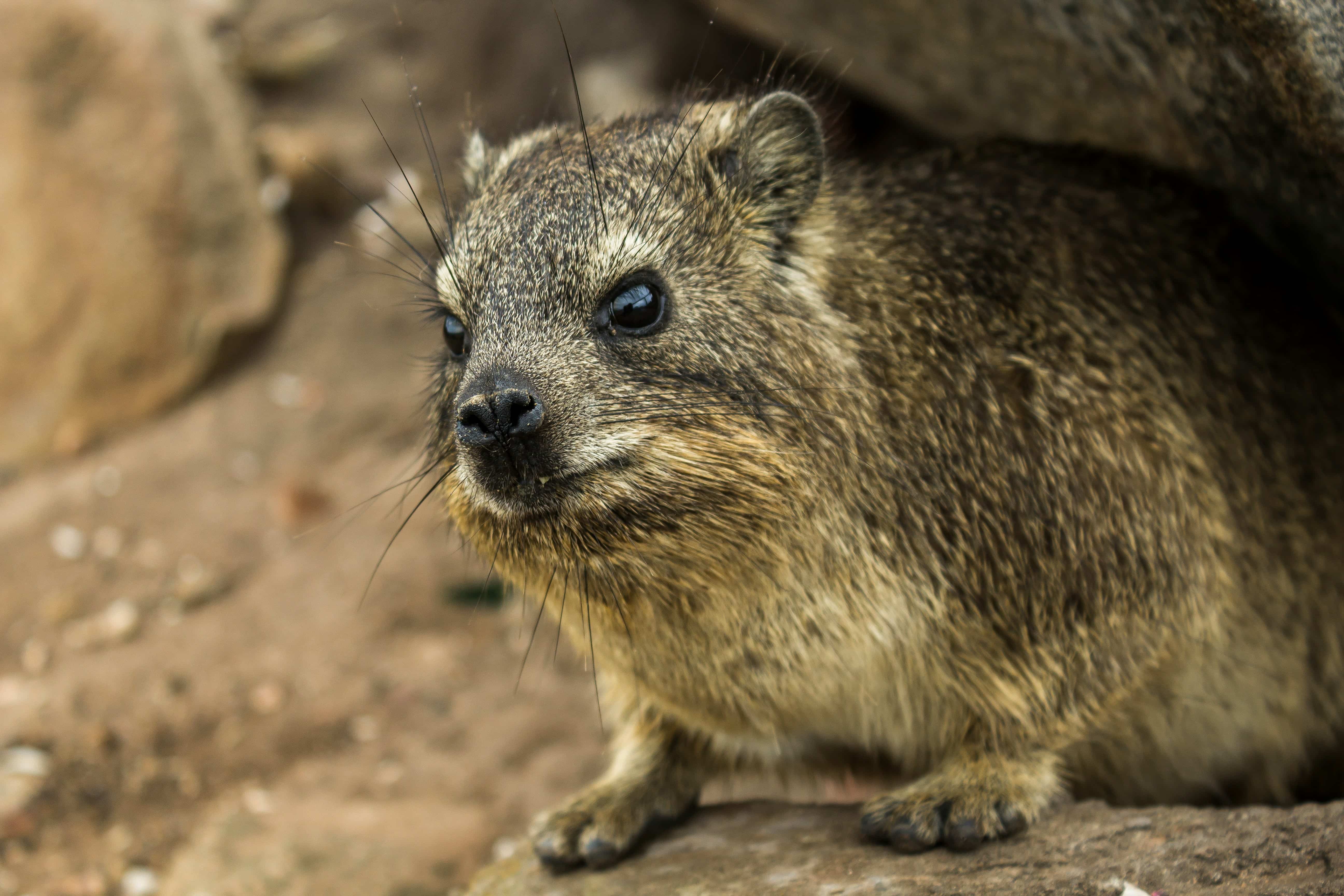 Dassies at Koubad