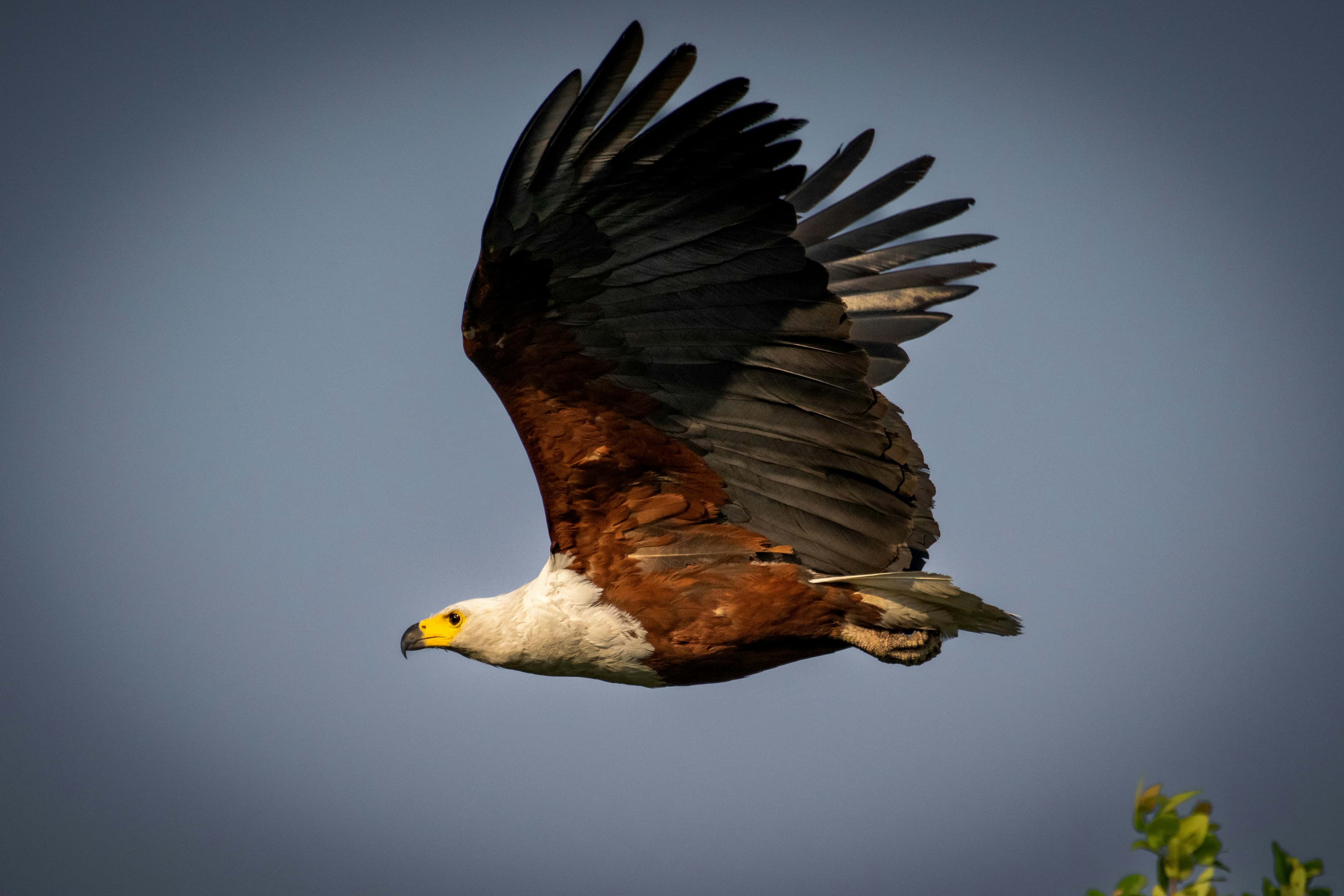 African fish eagle at Koubad