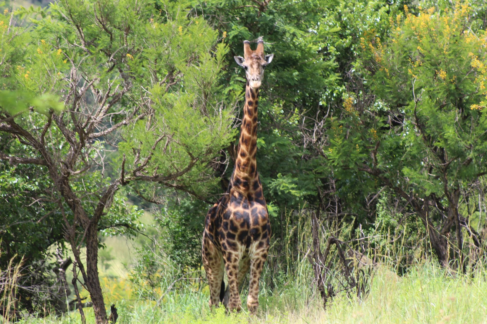 Giraffe at Koubad including the Kenyan bull
