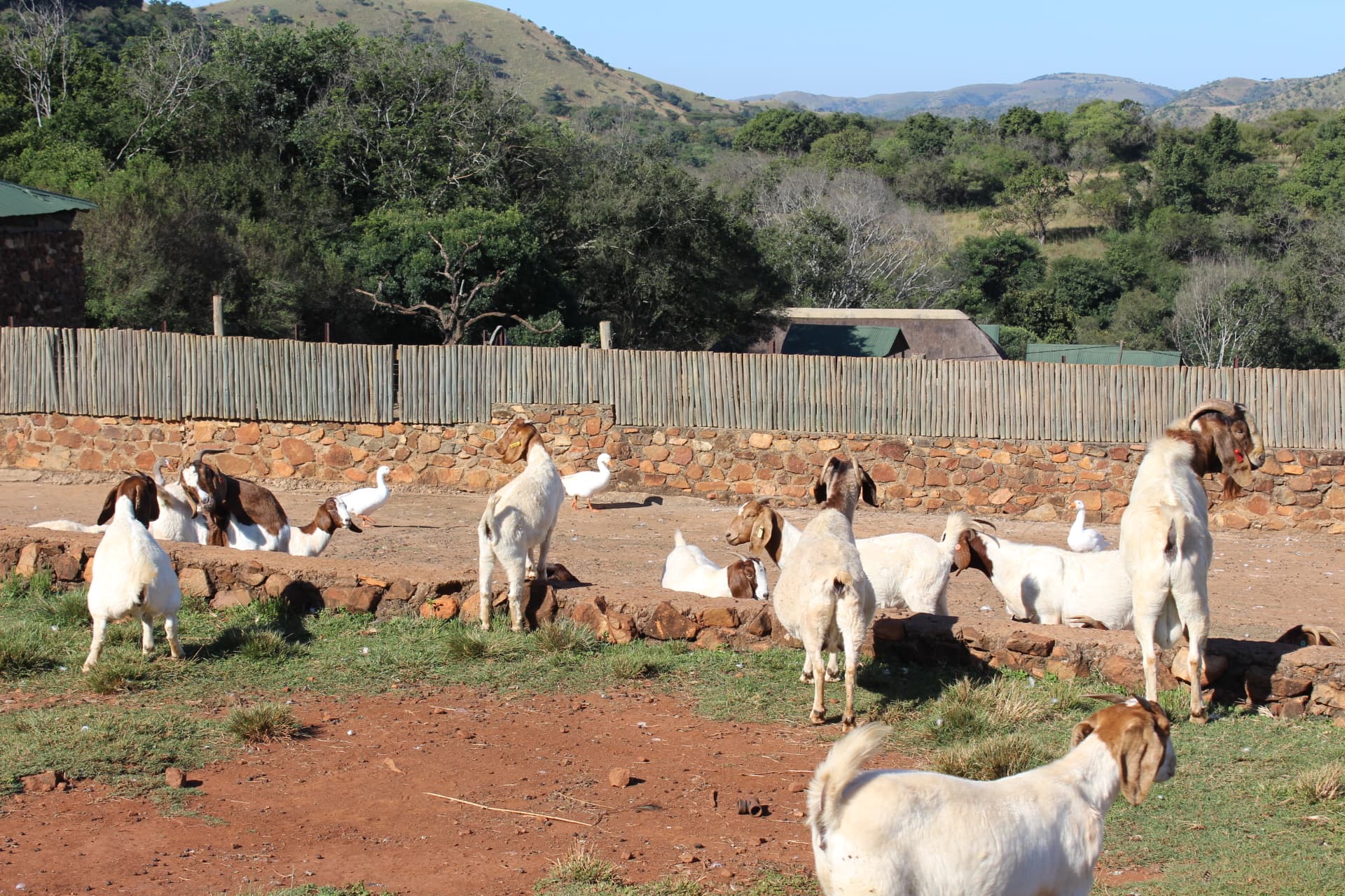 Farm goats at Koubad - the welcoming committee