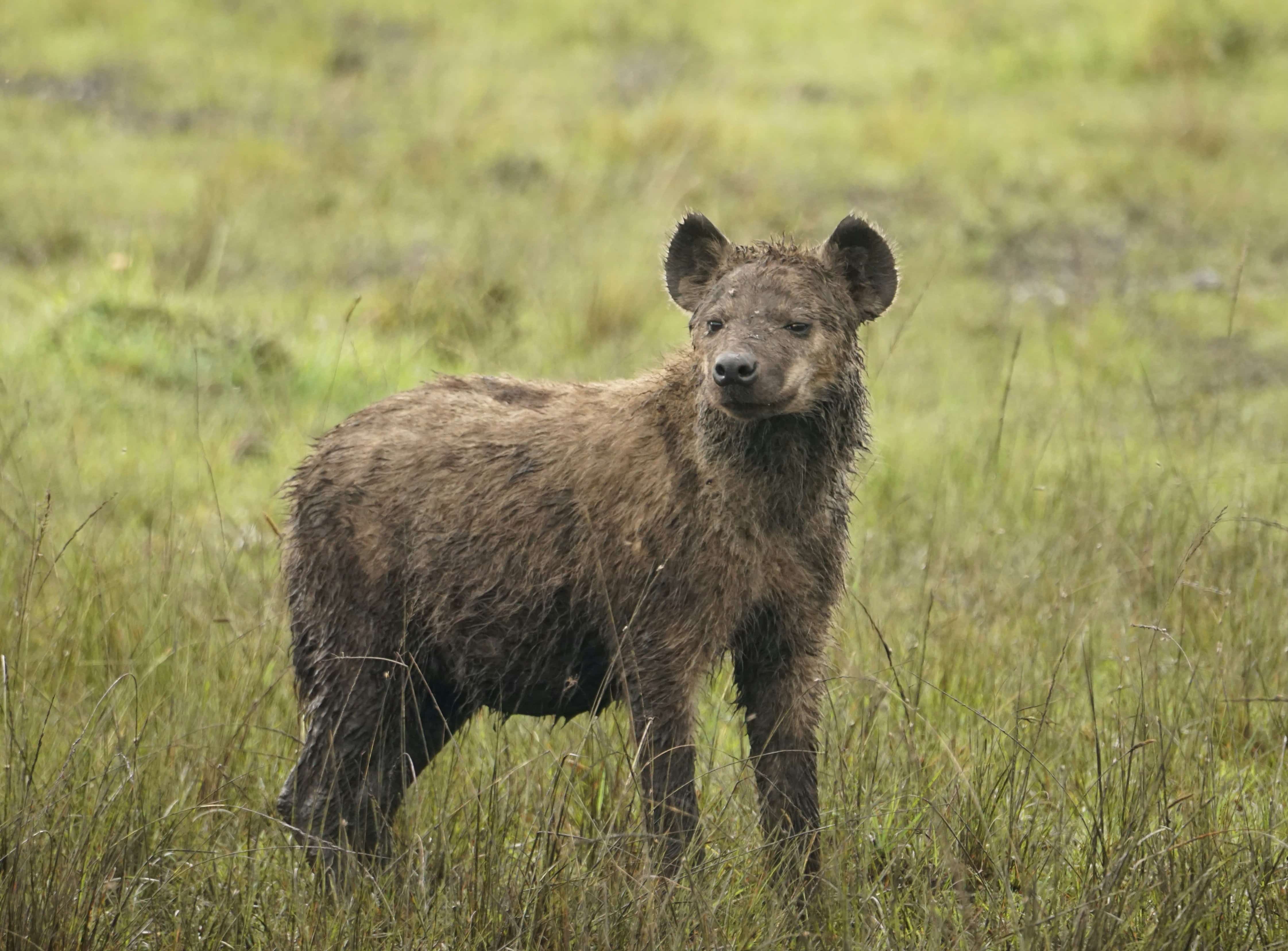 Brown hyena at Koubad