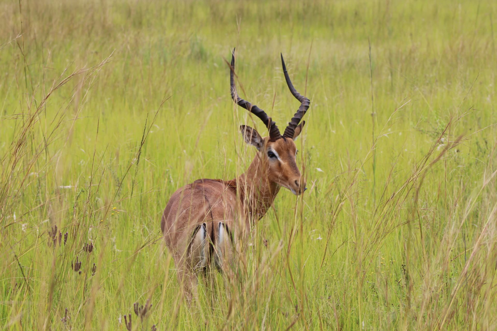Impala at Koubad