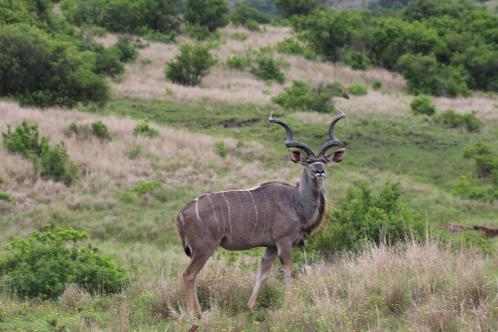 Kudu bull at Koubad