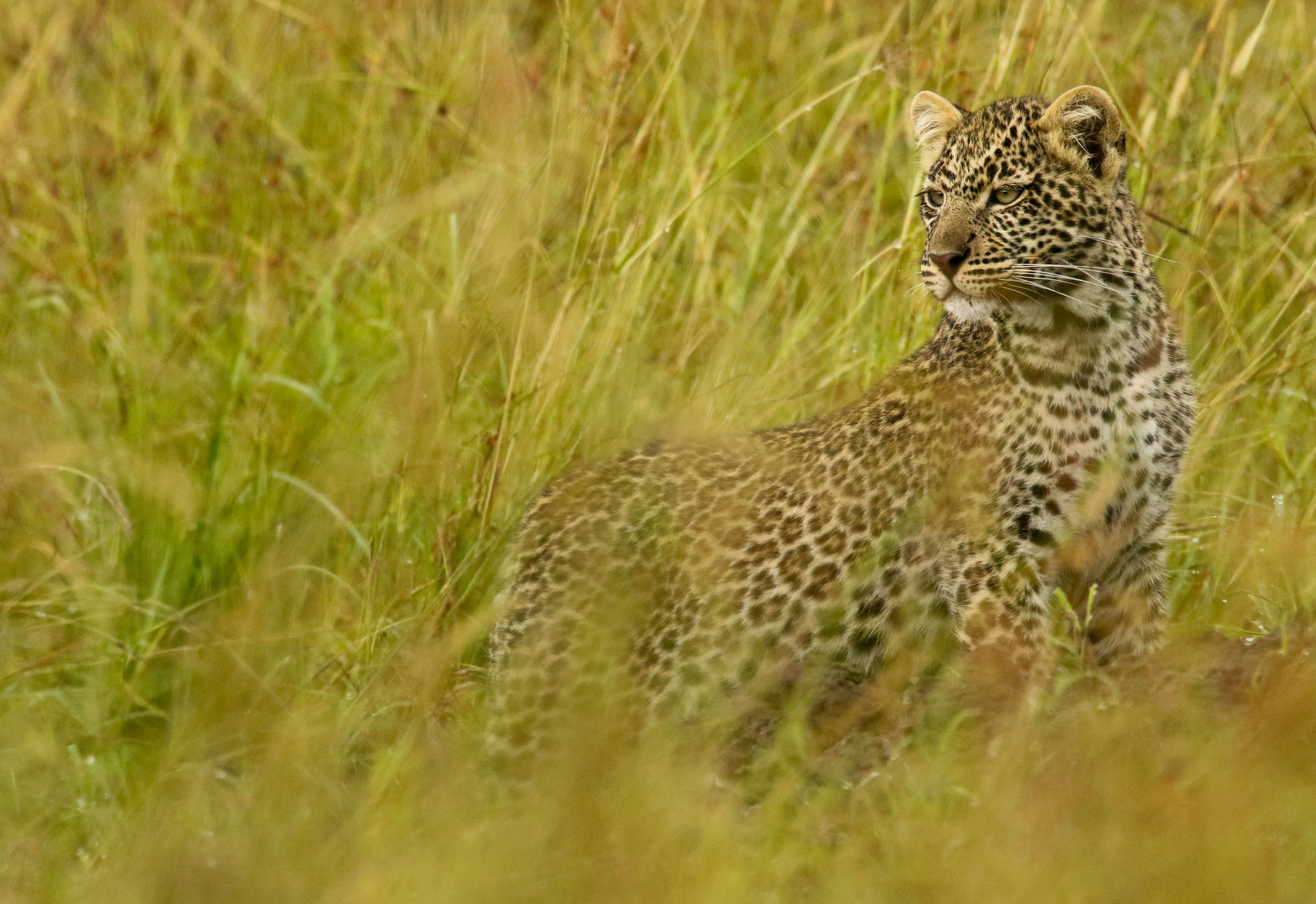 Leopard at Koubad