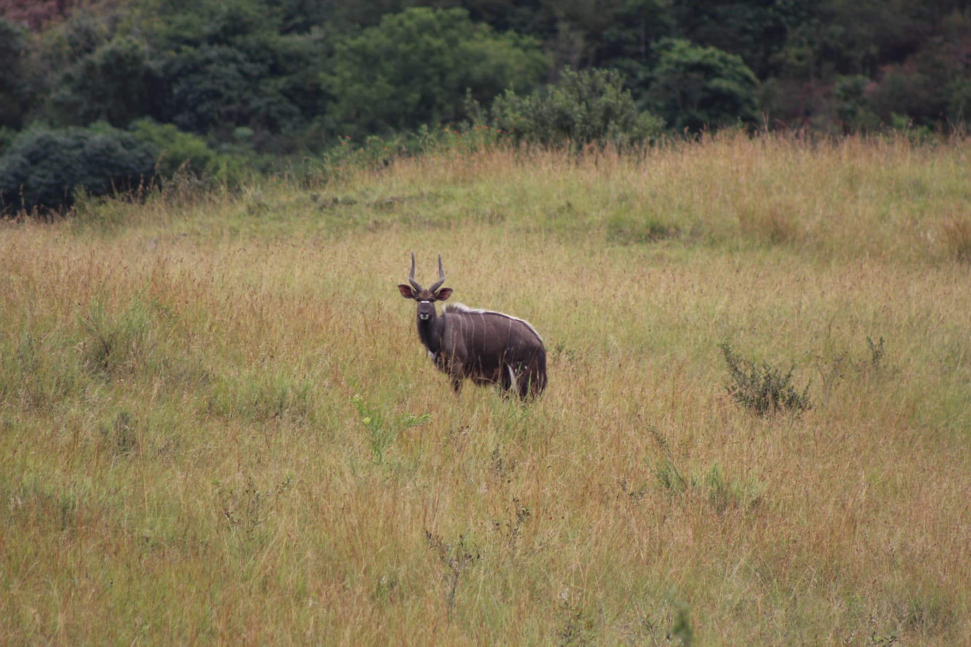 Nyala ewes and calves at Koubad
