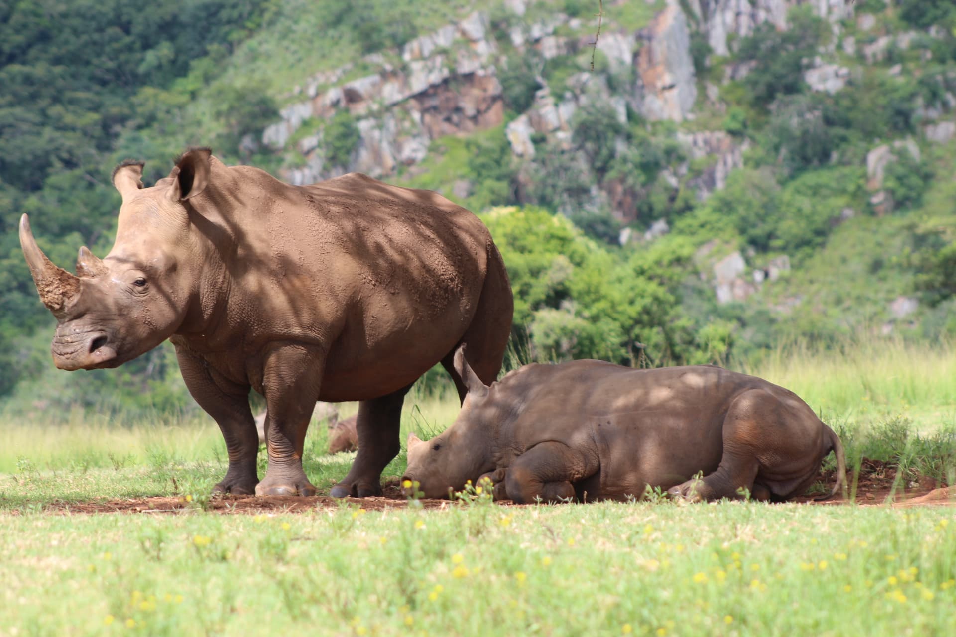 Koubad's white rhino herd