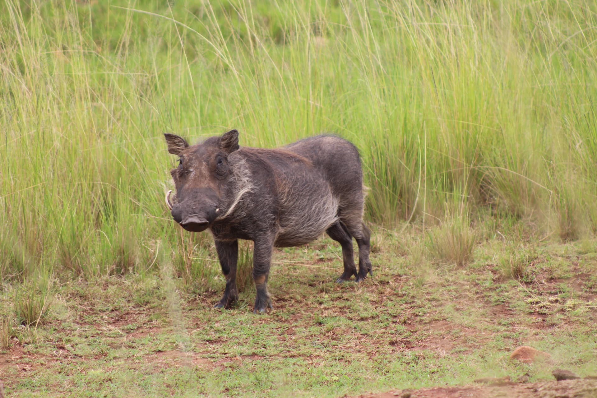 Warthog families at Koubad