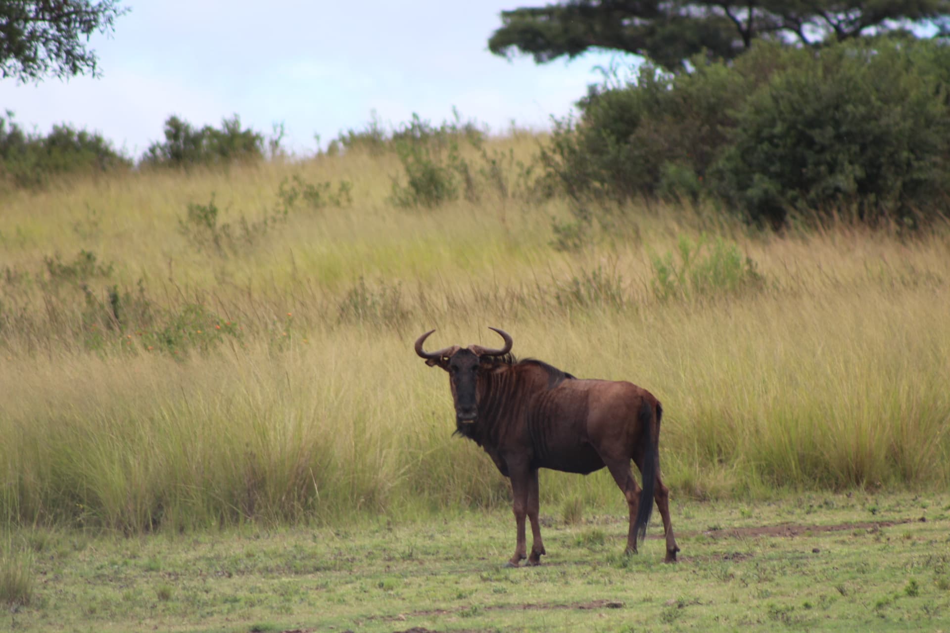 Blue wildebeest at Koubad