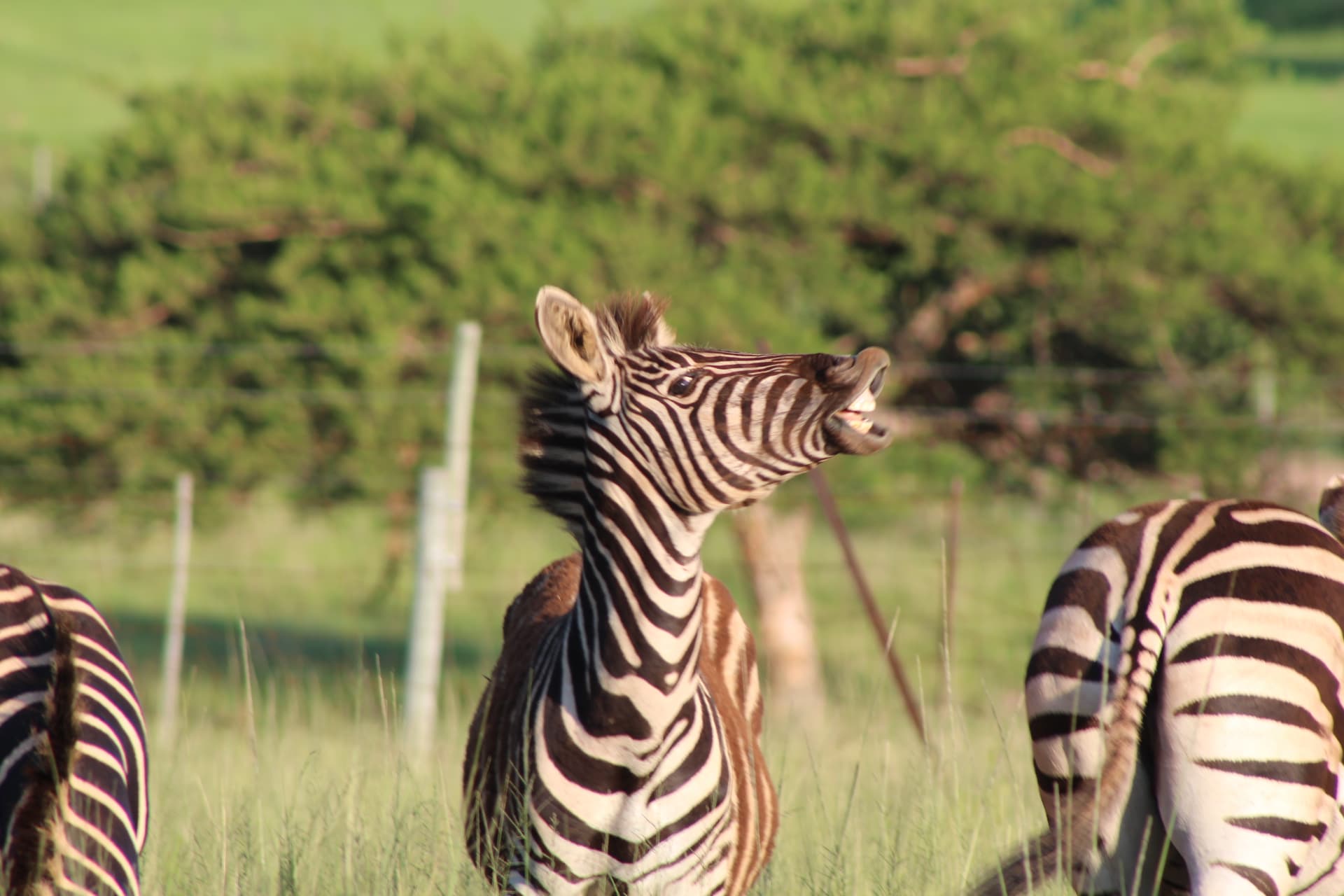 Wildlife at Koubad