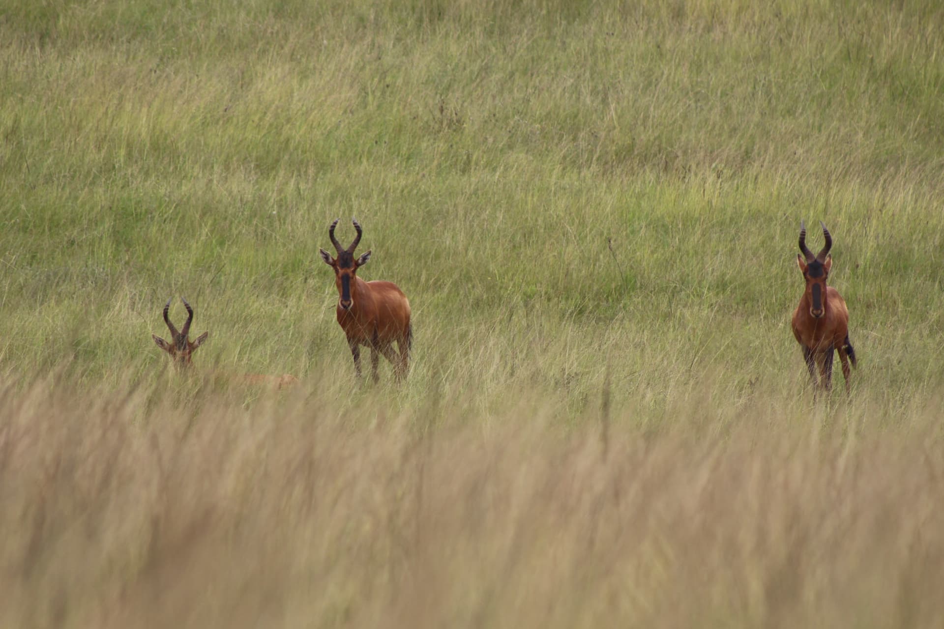 Wildlife at Koubad Farm and Game Lodge